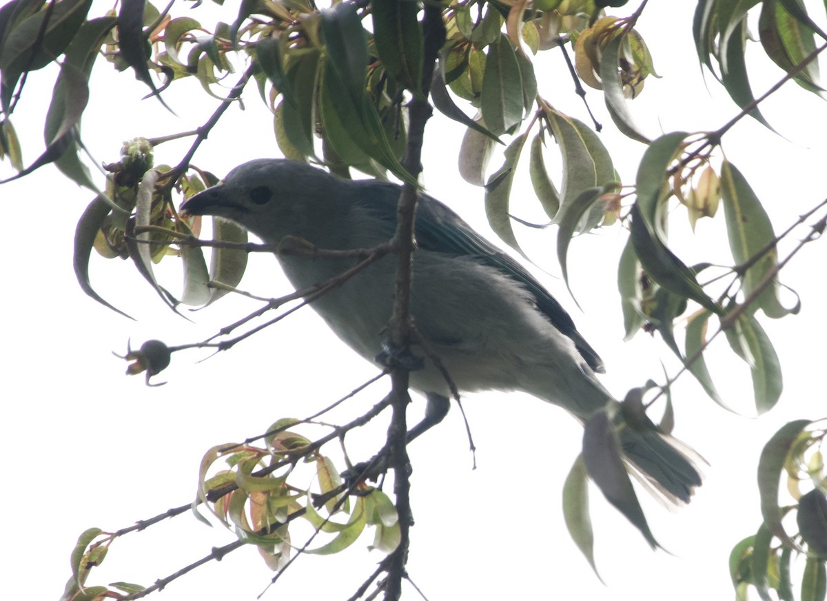 Blue-gray Tanager - ML618851251
