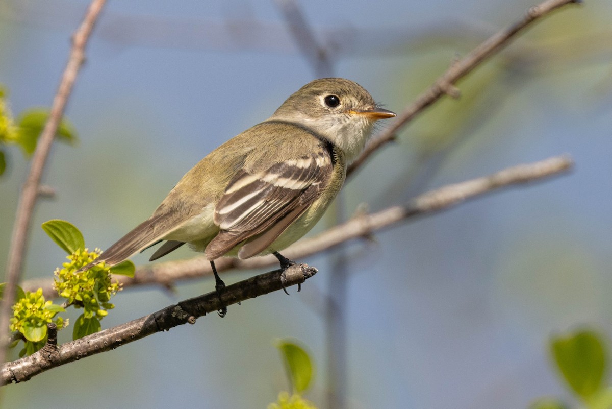 Least Flycatcher - ML618851253