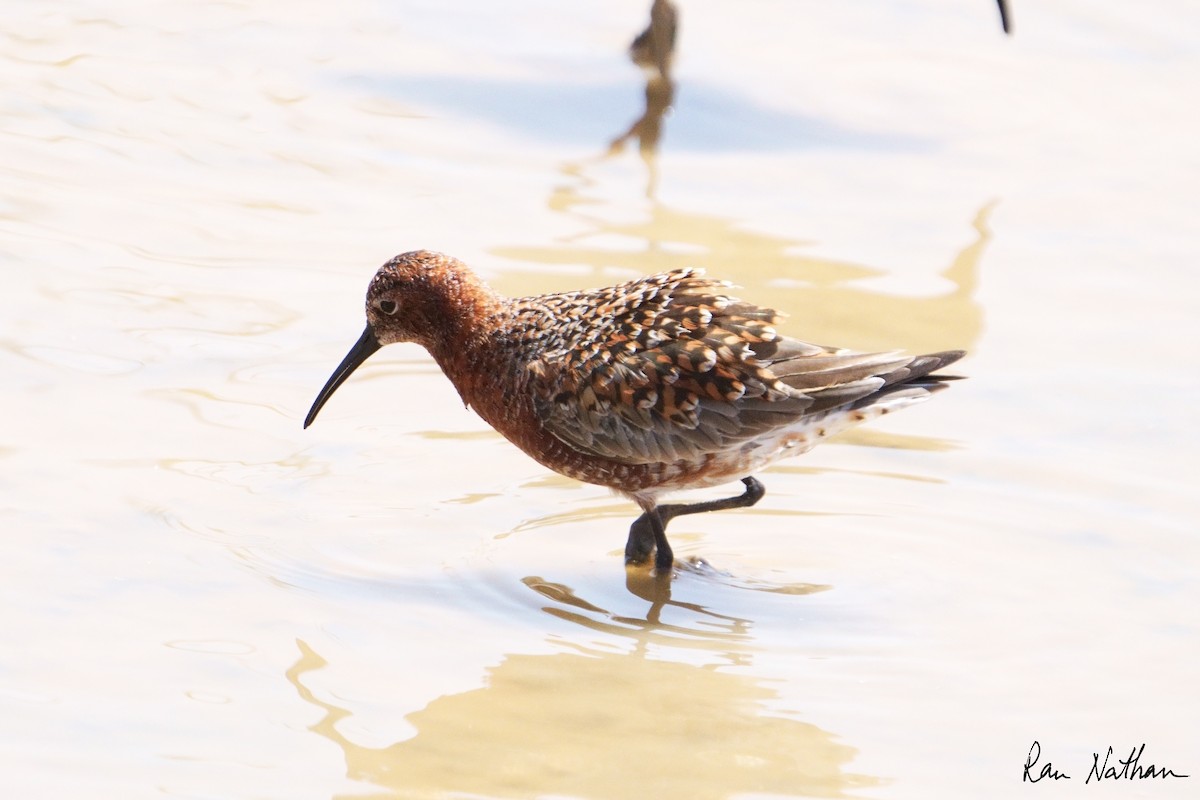 Curlew Sandpiper - Ran Nathan