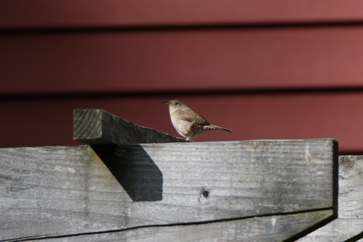 House Wren - Joe Baldwin