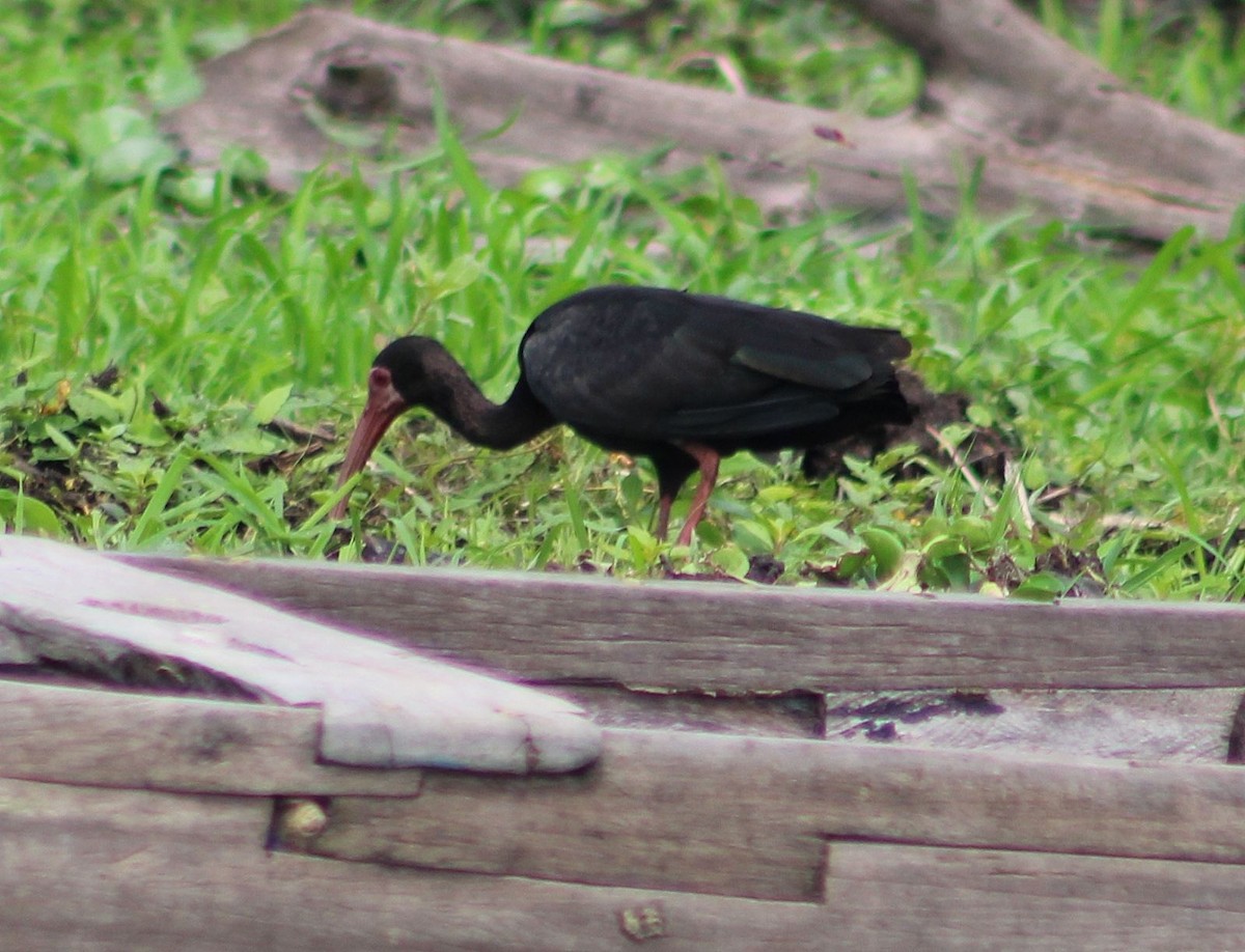 Bare-faced Ibis - ML618851264