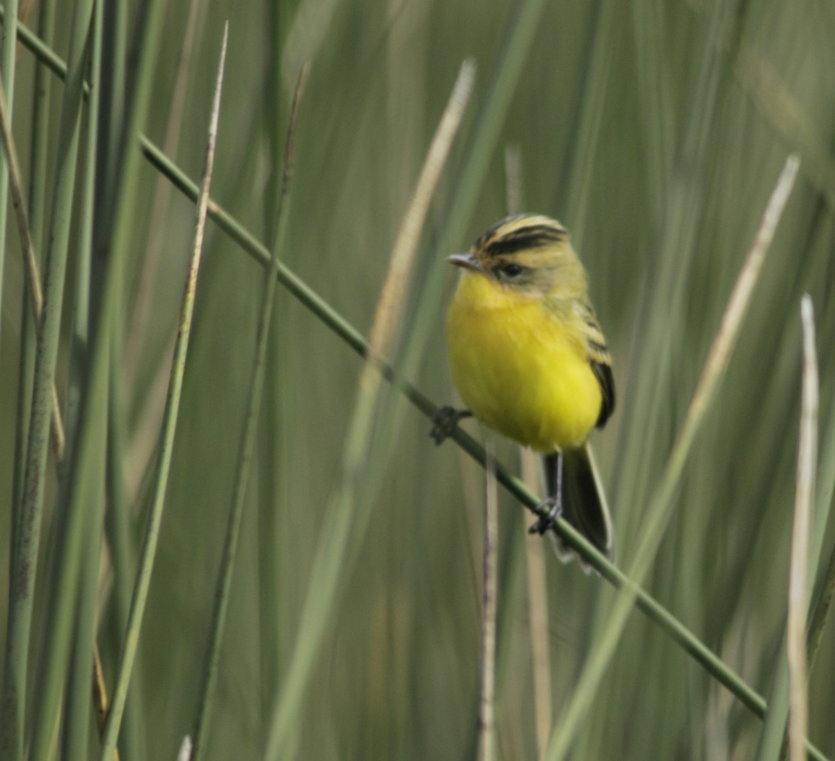 Crested Doradito - ML618851265