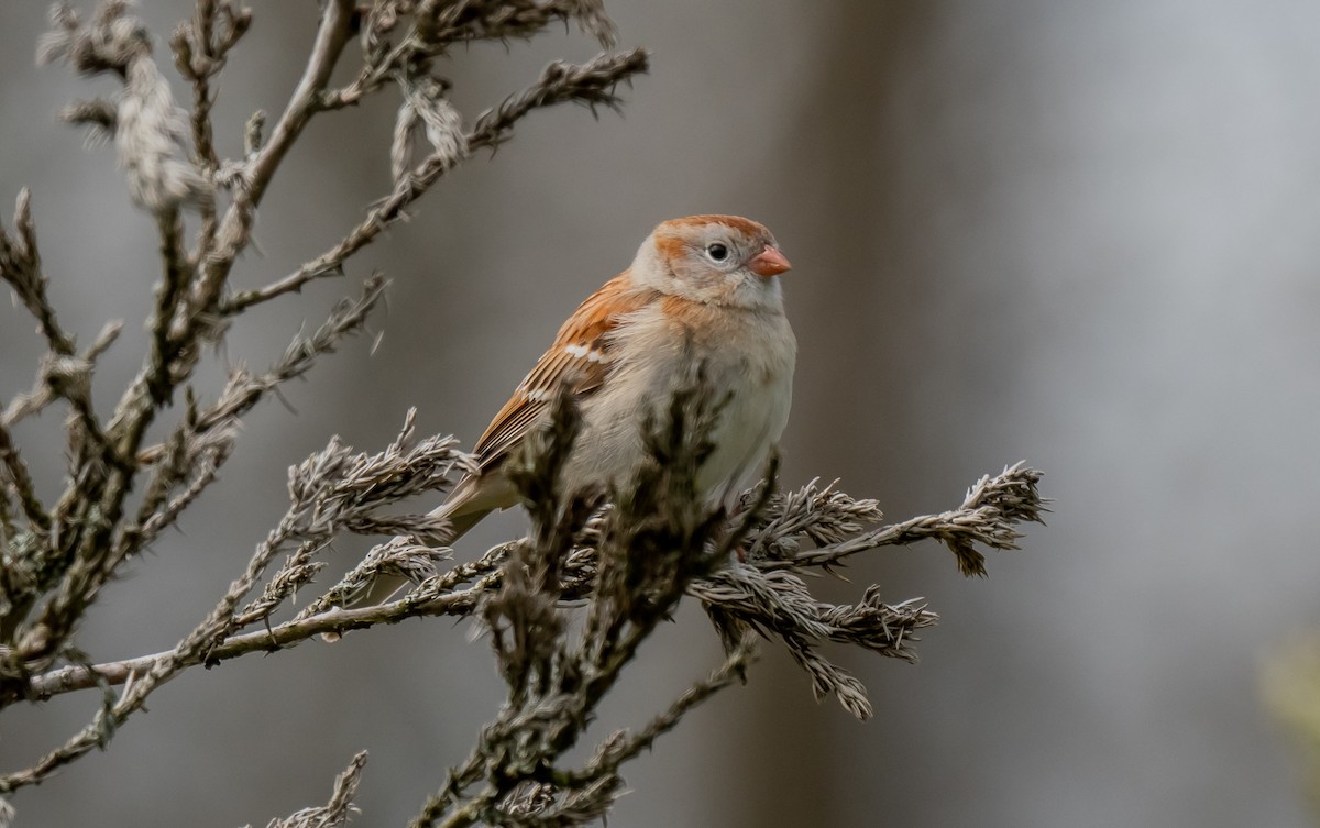 Field Sparrow - ismael chavez