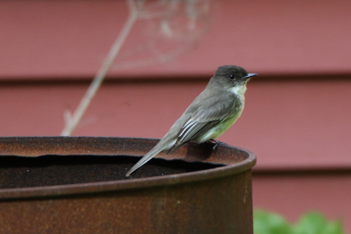 Eastern Phoebe - Joe Baldwin