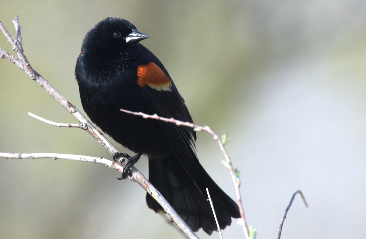 Red-winged Blackbird - Ken Molczan