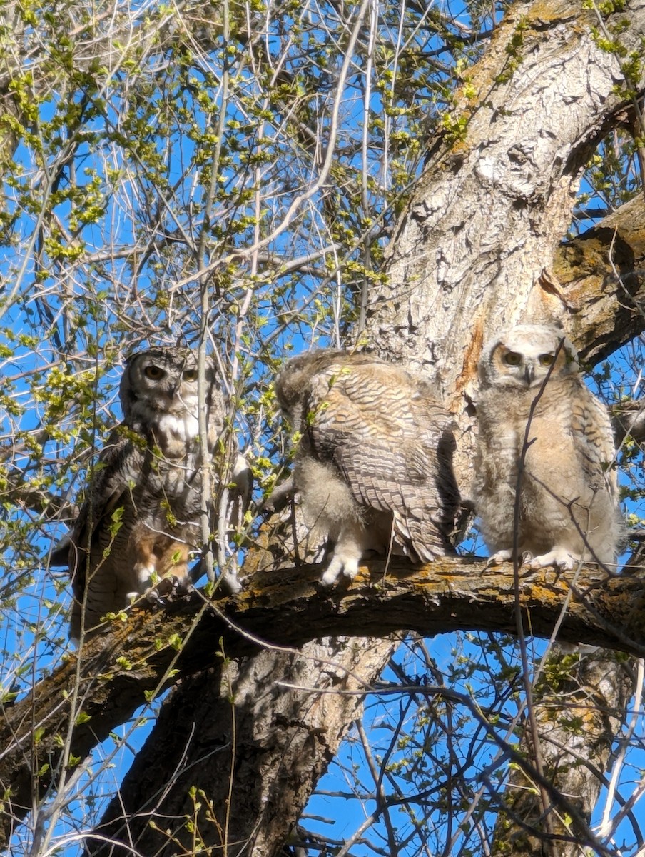 Great Horned Owl - Ryan Gardner