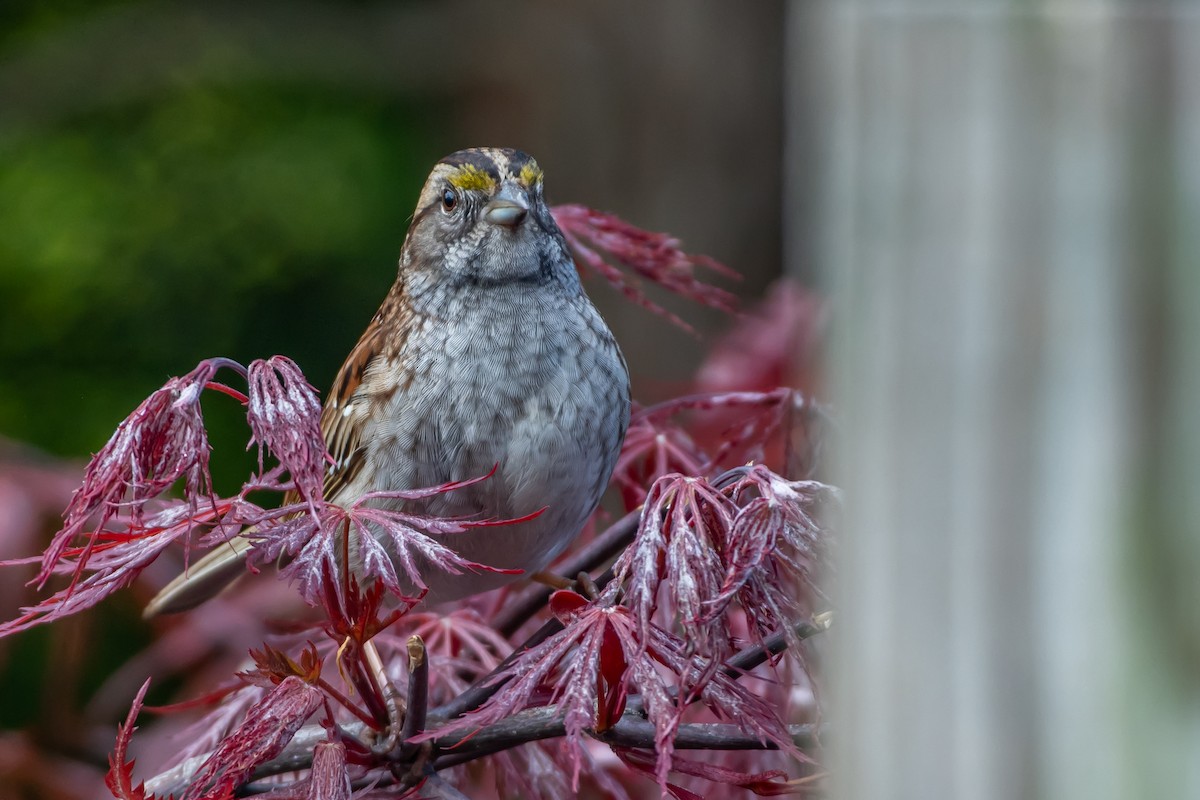 White-throated Sparrow - Codrin Bucur