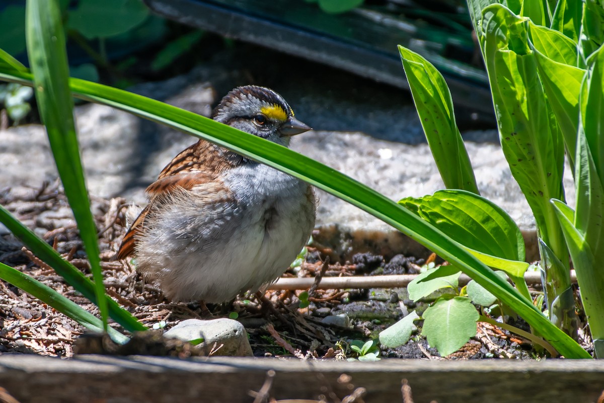 White-throated Sparrow - Codrin Bucur