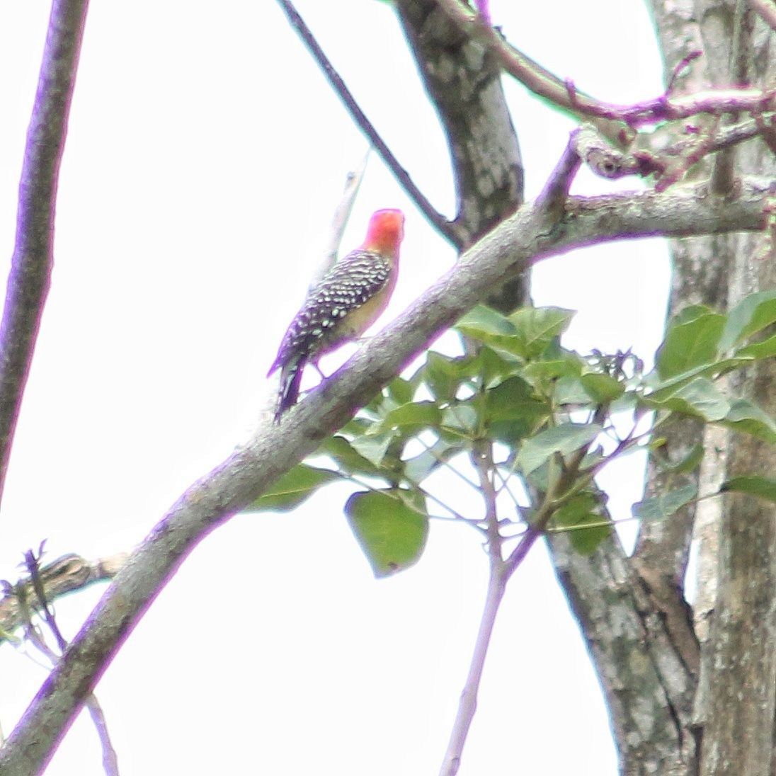 Red-crowned Woodpecker - ML618851314