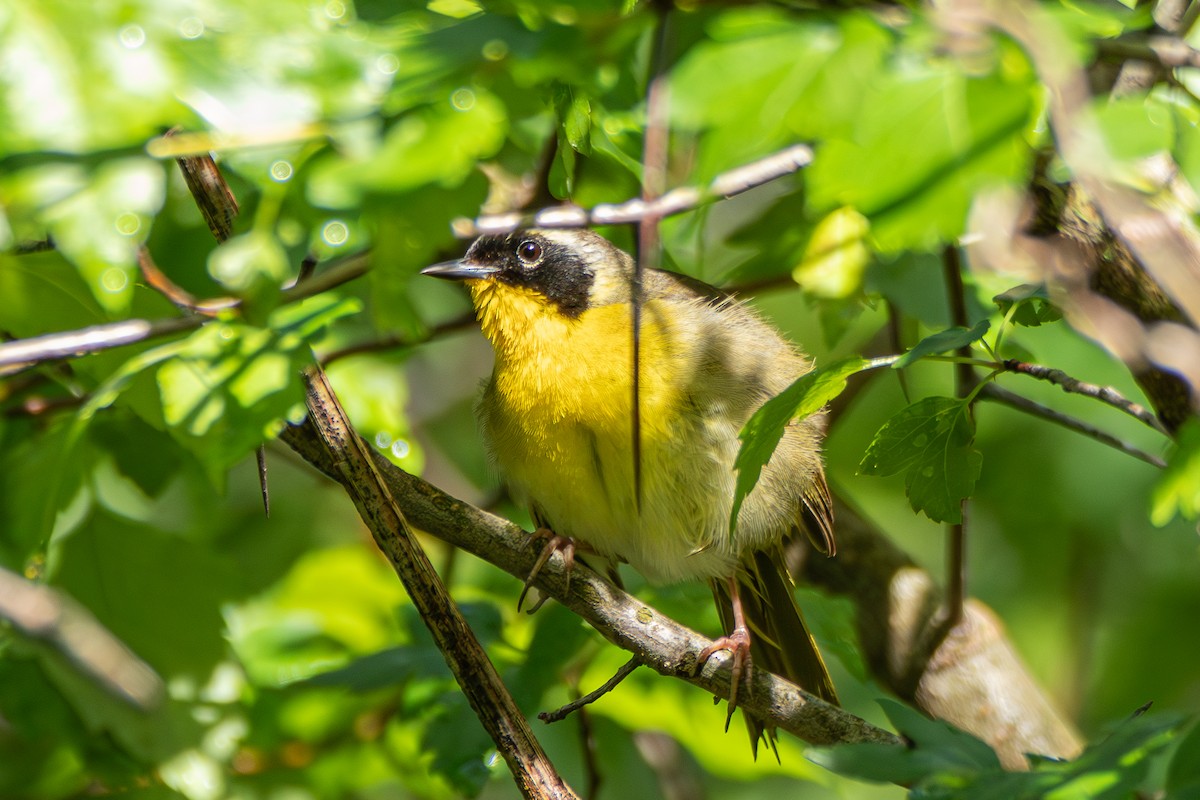 Common Yellowthroat - Steven Bruenjes