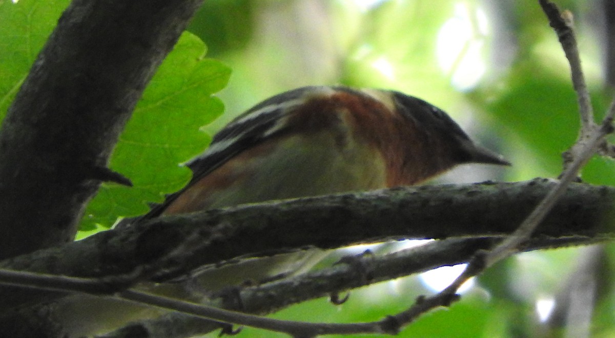 Bay-breasted Warbler - Mark Meunier
