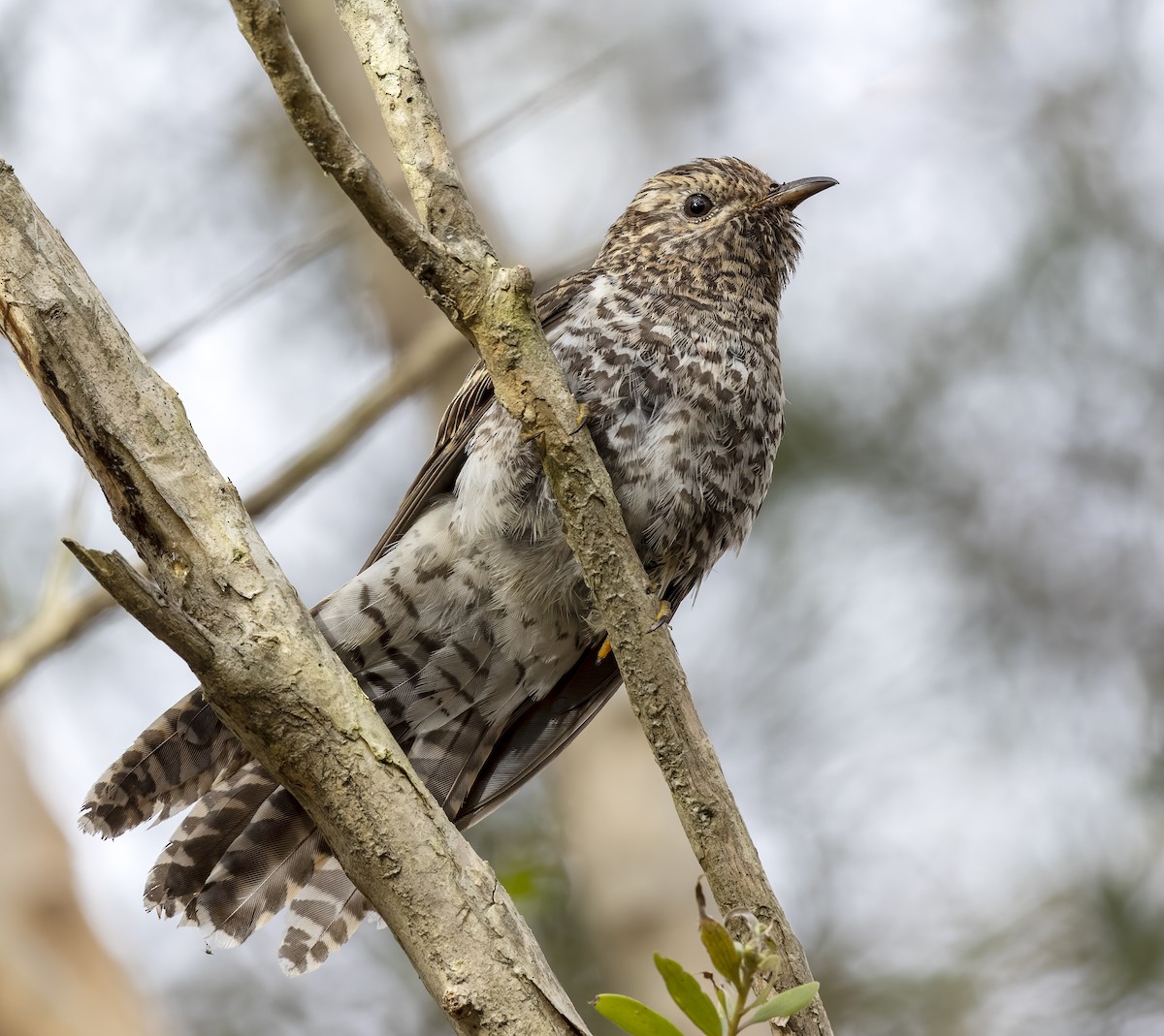 Brush Cuckoo - Richard Simmonds