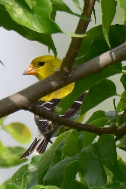 American Goldfinch - Karen Strzelecki