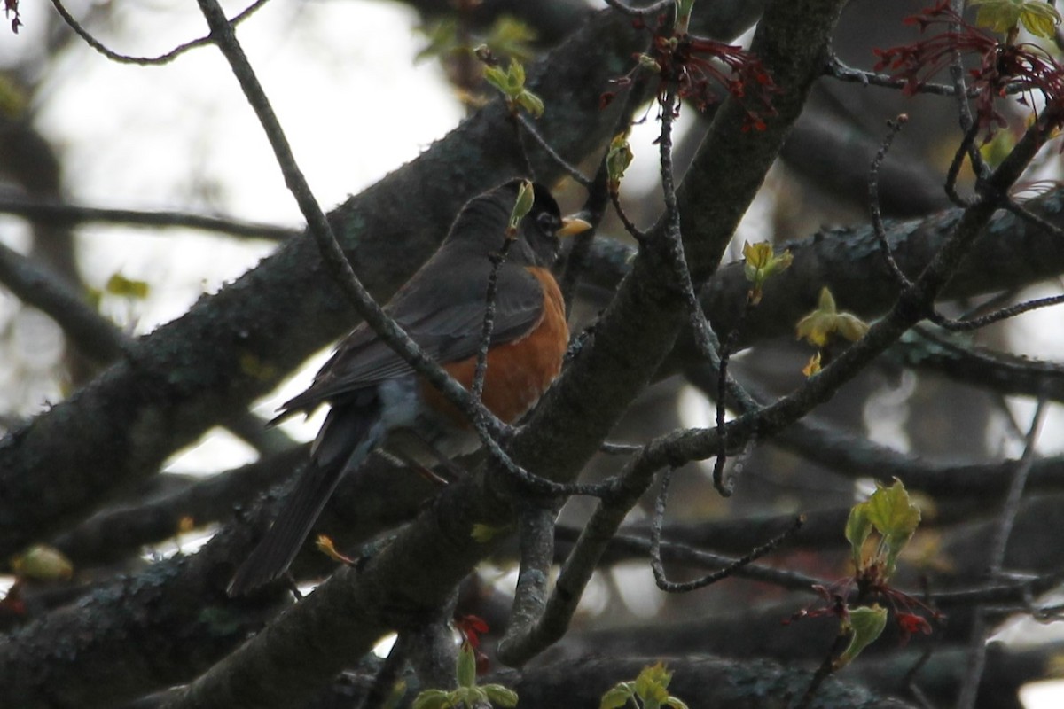 American Robin - Martha Huestis