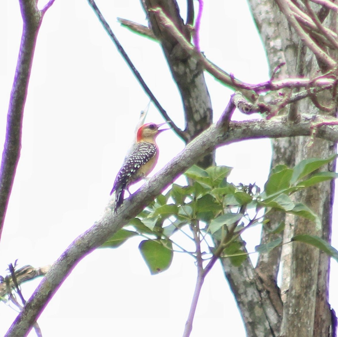 Red-crowned Woodpecker - ML618851337