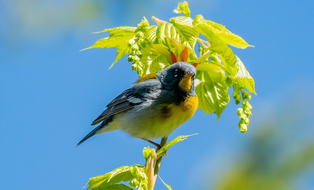 Northern Parula - ismael chavez