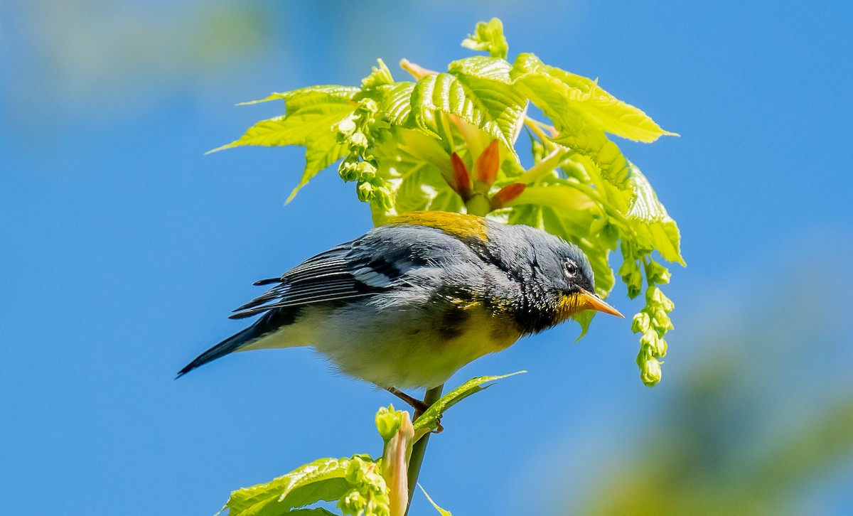 Northern Parula - ismael chavez