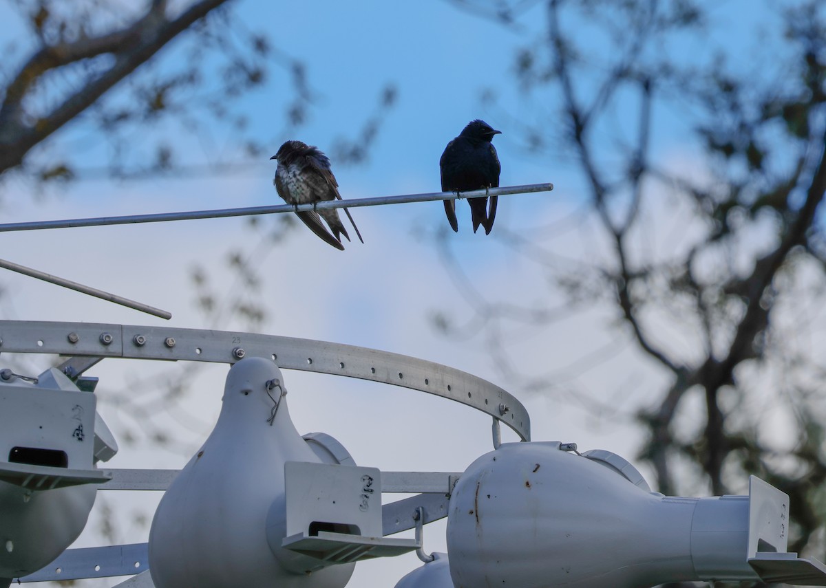 Purple Martin - Peter Crosson