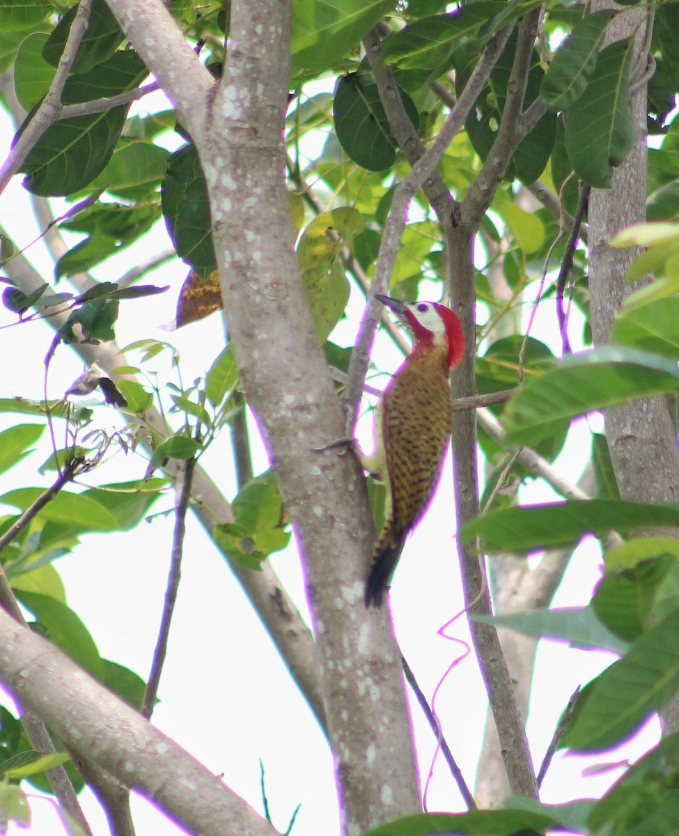 Spot-breasted Woodpecker - ML618851372