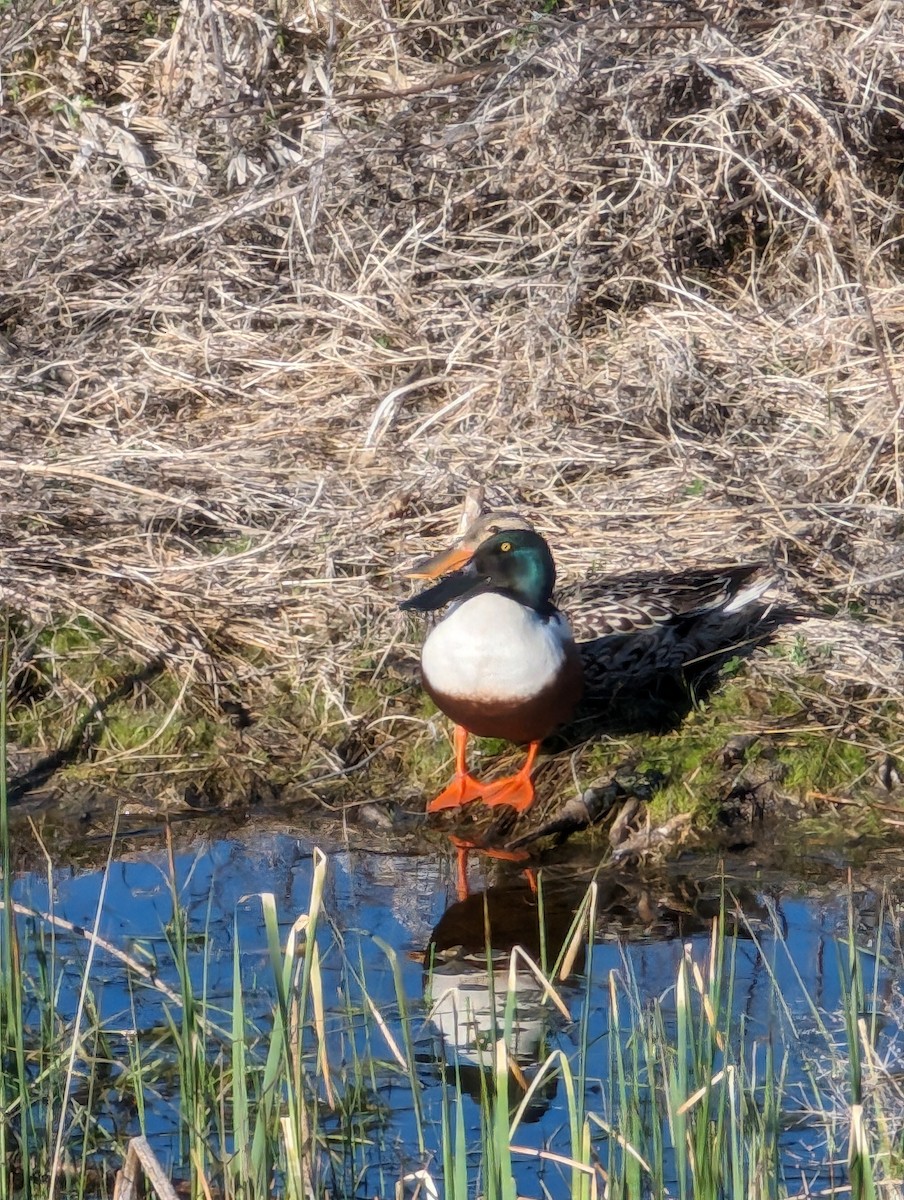 Northern Shoveler - Ryan Gardner