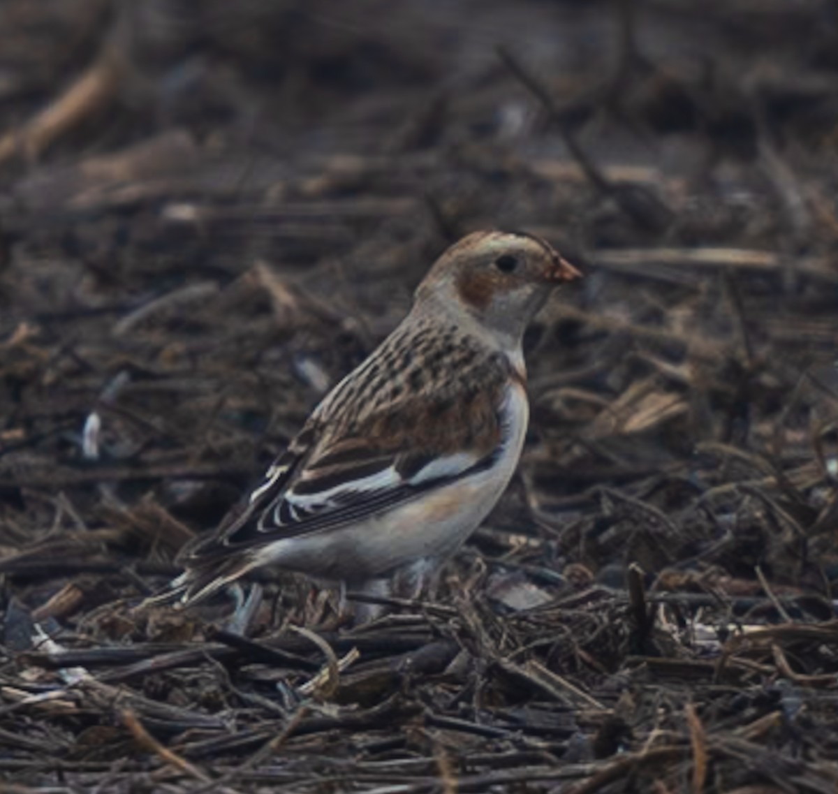 Snow Bunting - Marcus Müller