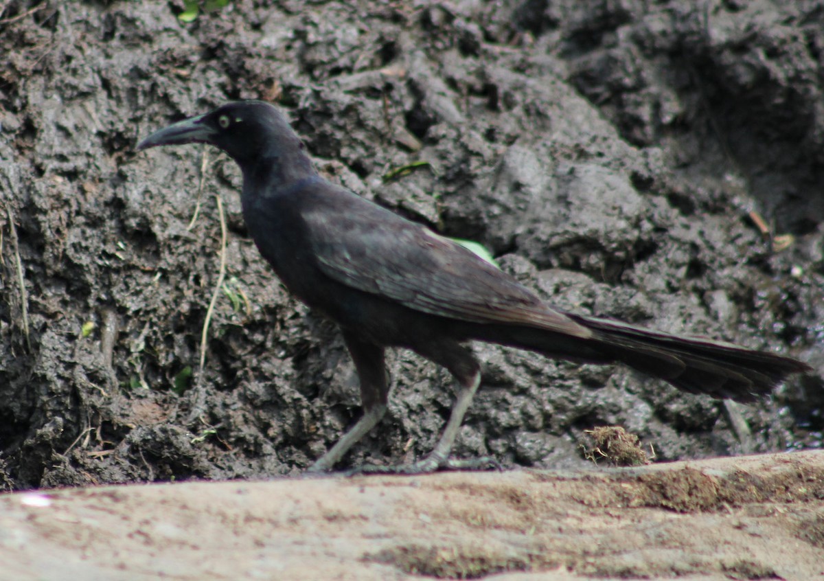 Great-tailed Grackle - ML618851405