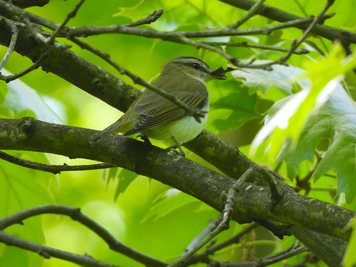 Kızıl Gözlü Vireo - ML618851406