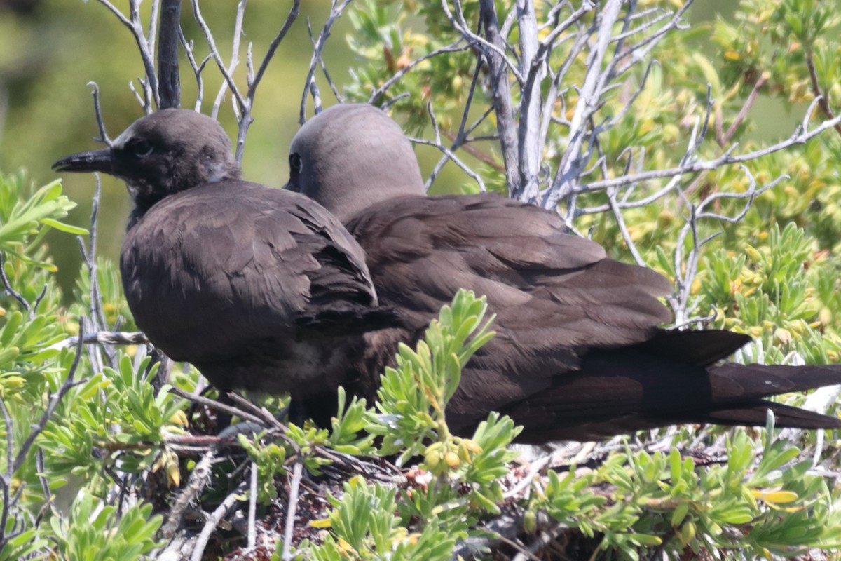 Brown Noddy - Robert Irwin