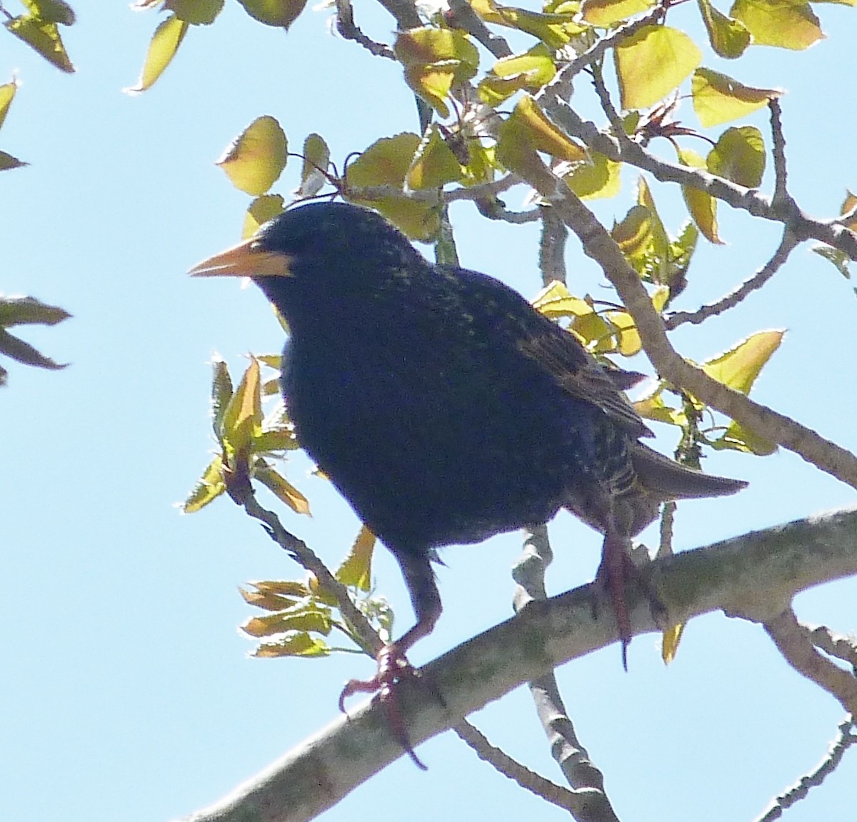 European Starling - Kenneth Stinchcomb