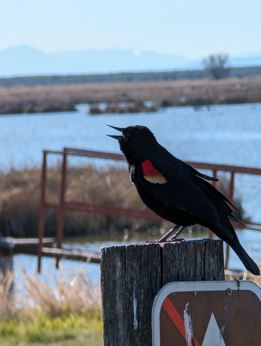 Red-winged Blackbird - Ryan Gardner