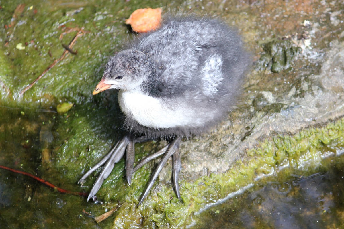 Eurasian Coot - kathleen shuet