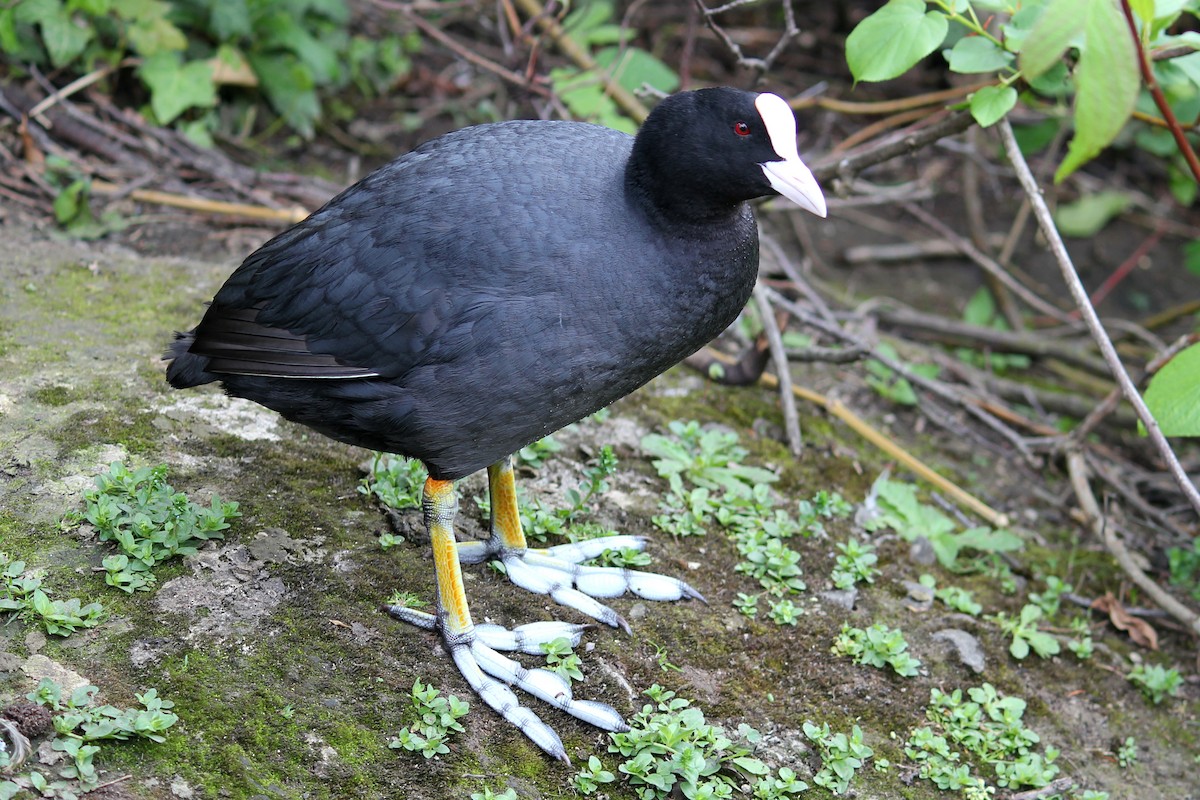 Eurasian Coot - ML618851459