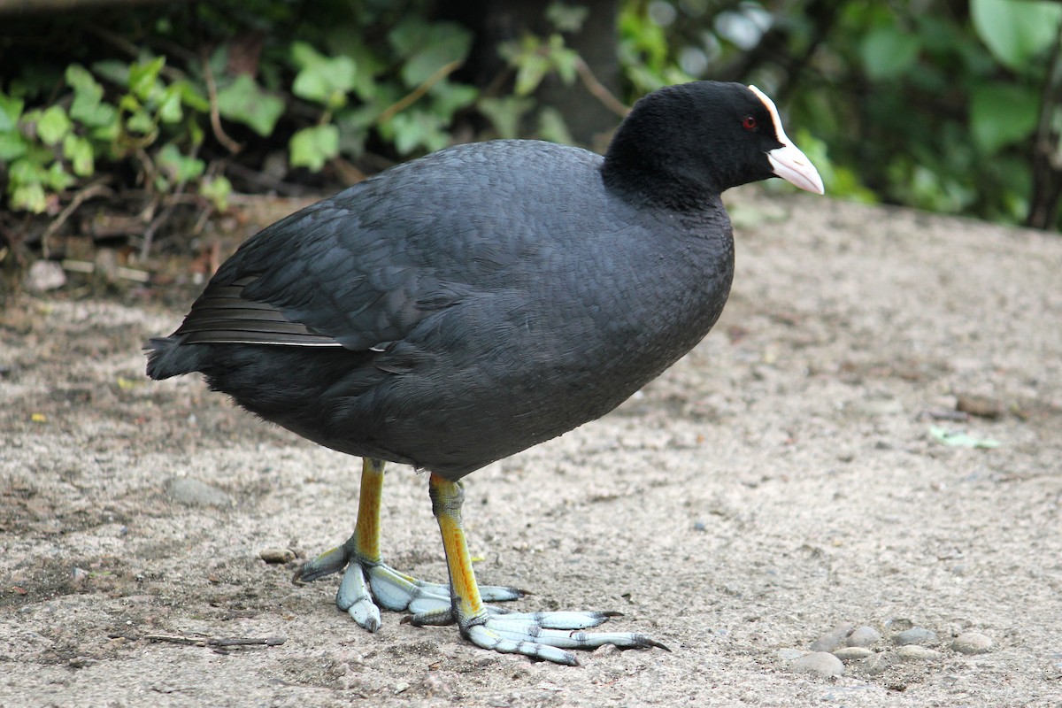 Eurasian Coot - ML618851460