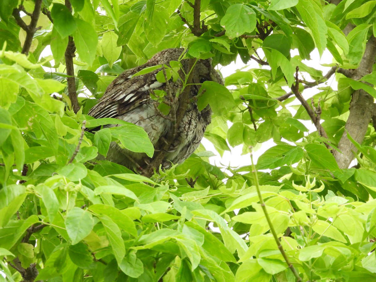 Eastern Screech-Owl - Fannie Courtier