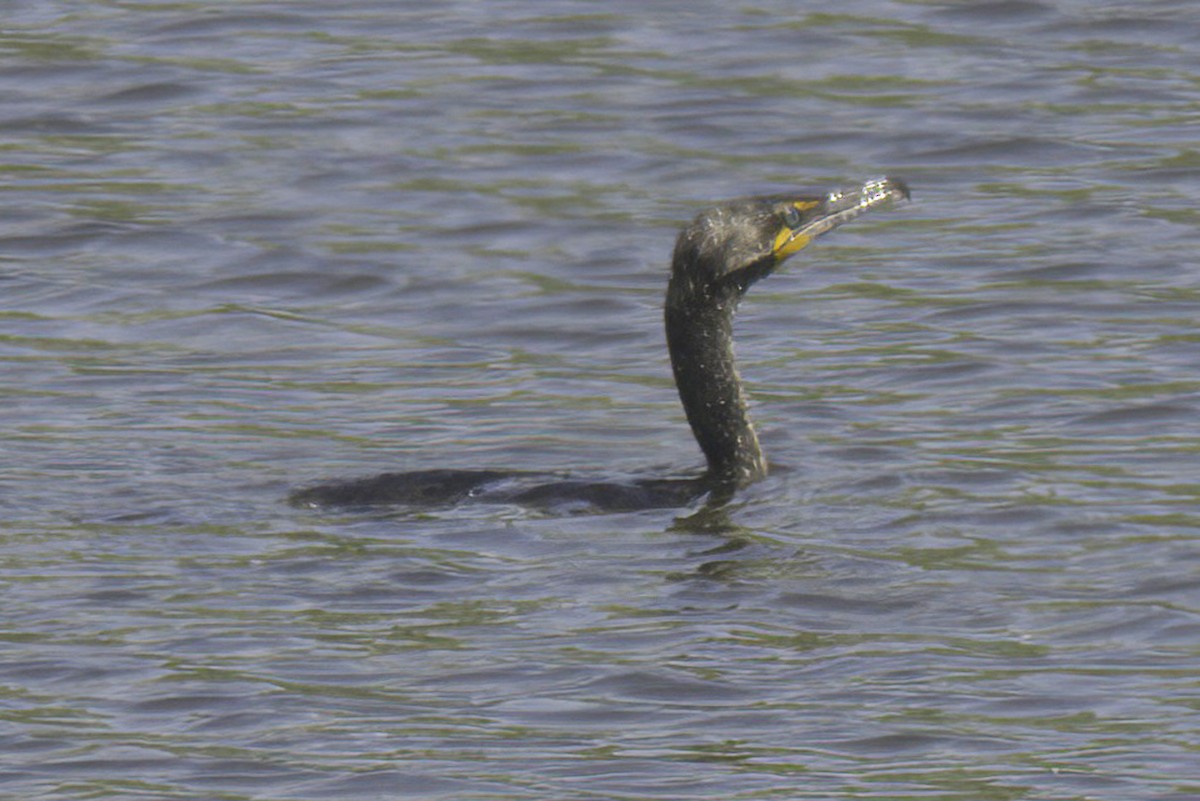 Double-crested Cormorant - Jim Tonkinson