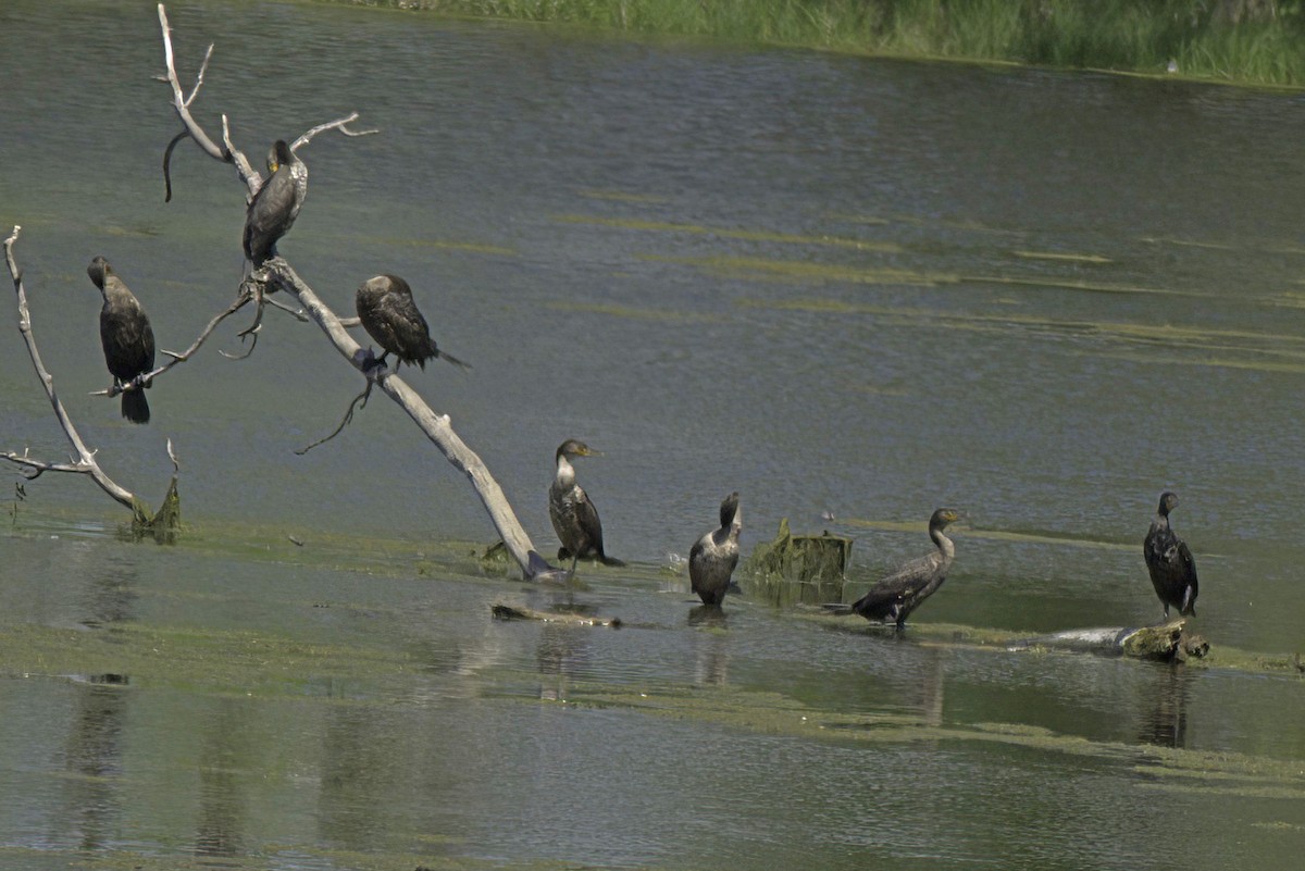 Double-crested Cormorant - Jim Tonkinson