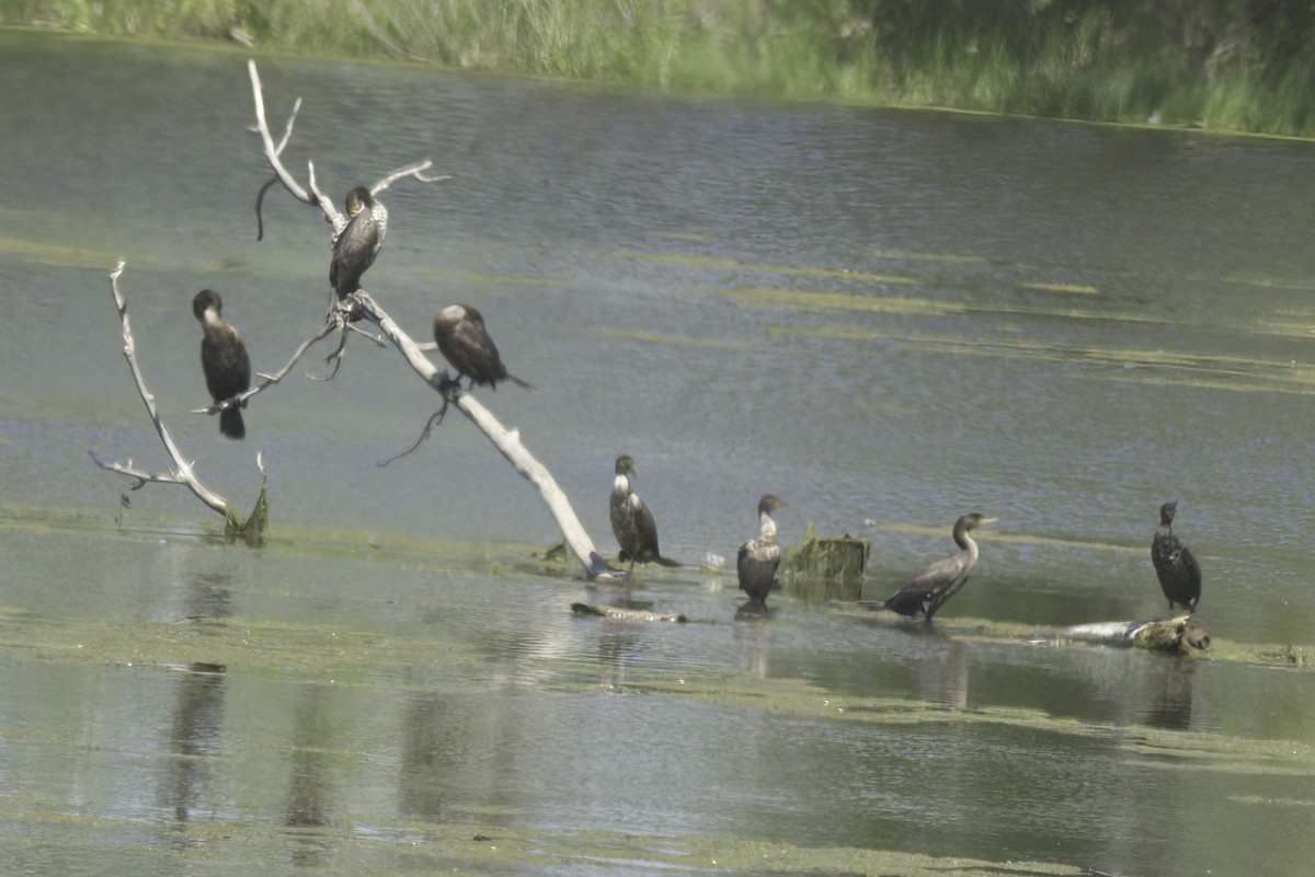 Double-crested Cormorant - Jim Tonkinson