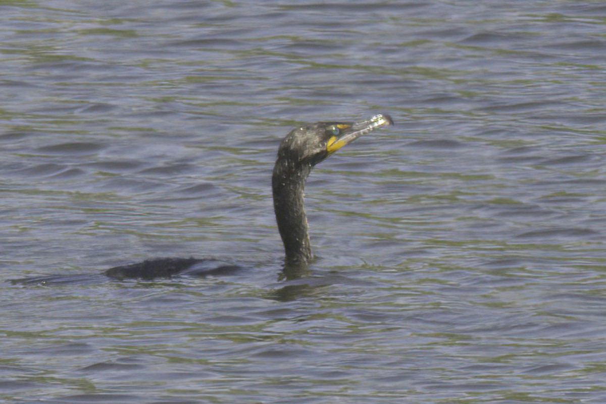 Double-crested Cormorant - Jim Tonkinson