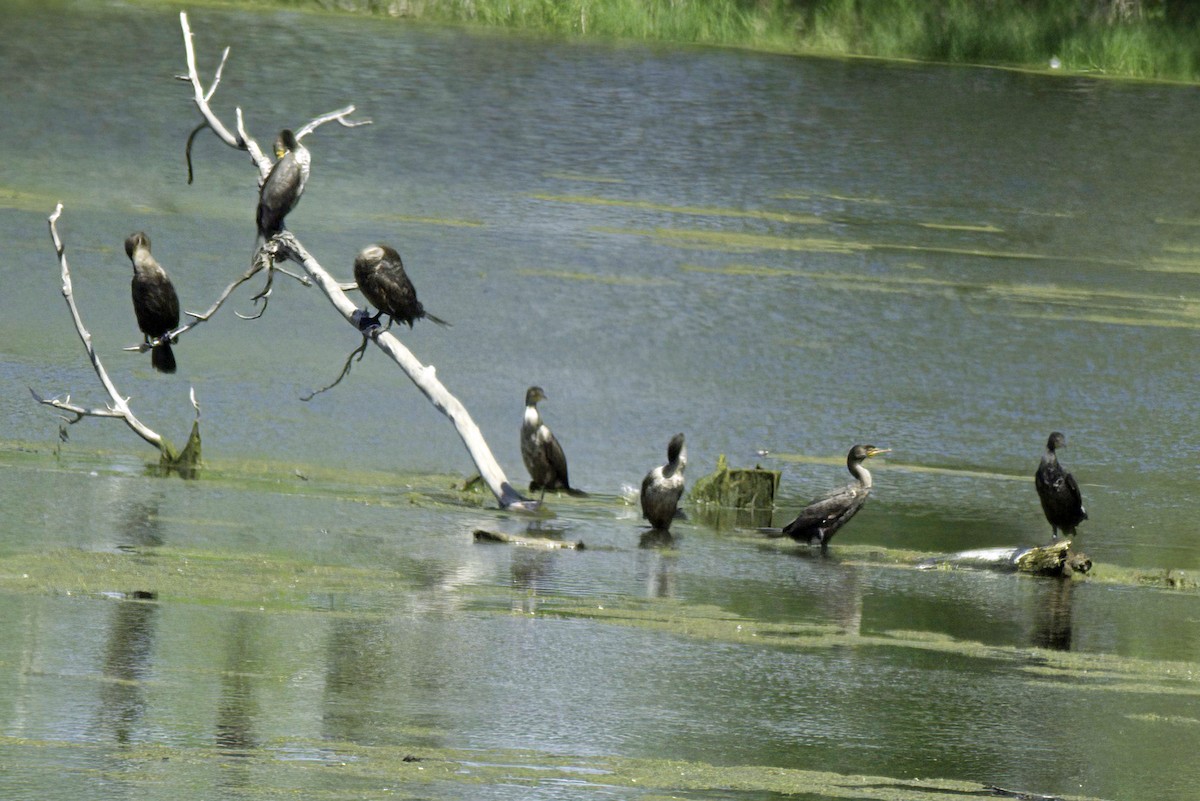 Double-crested Cormorant - Jim Tonkinson