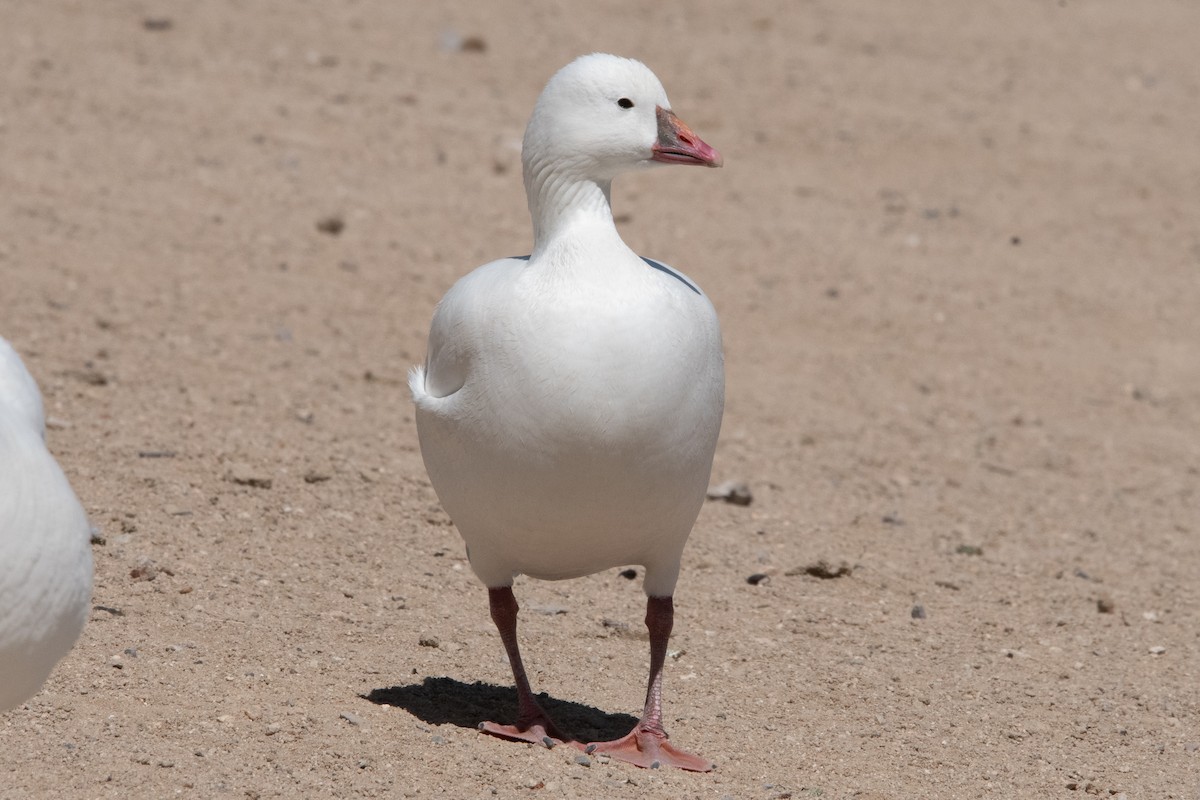 Ross's Goose - Ian Becker