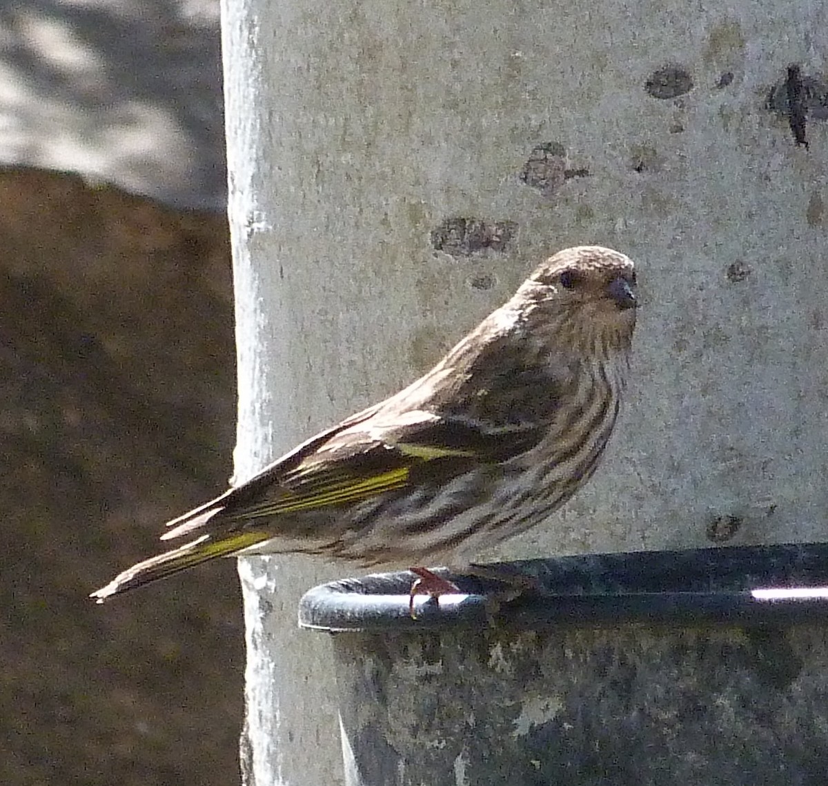 Pine Siskin - Kenneth Stinchcomb