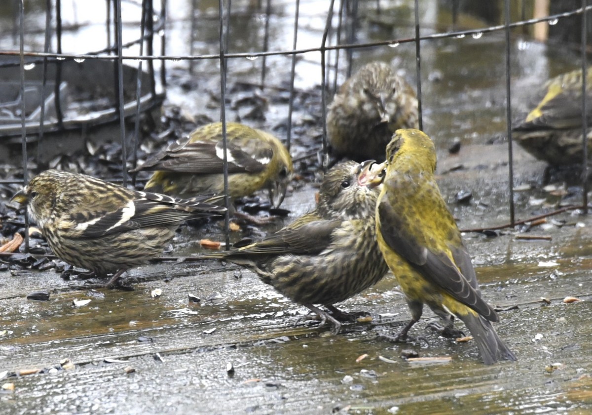 Red Crossbill - J Haaga