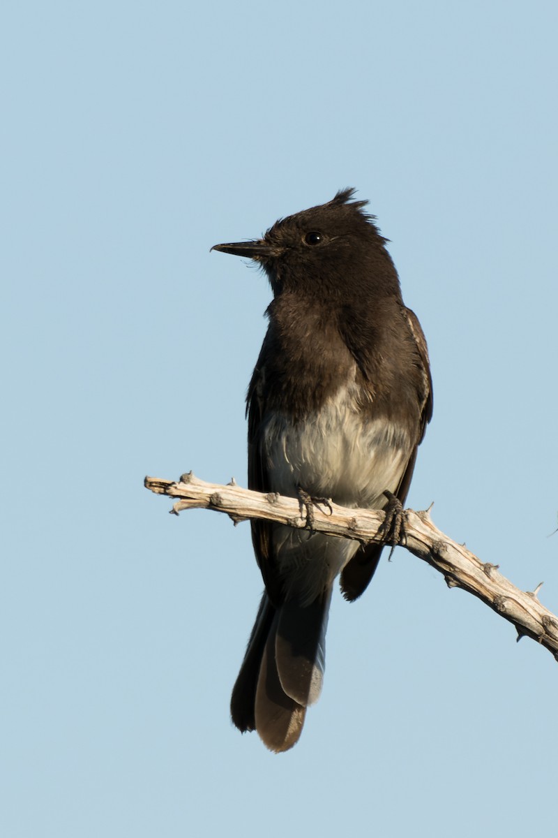 Black Phoebe - Lori Buhlman