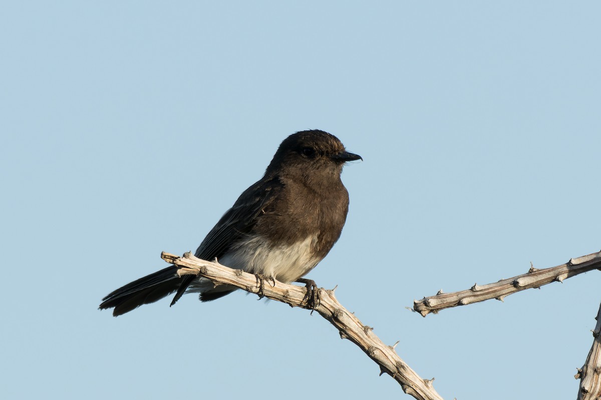 Black Phoebe - Lori Buhlman