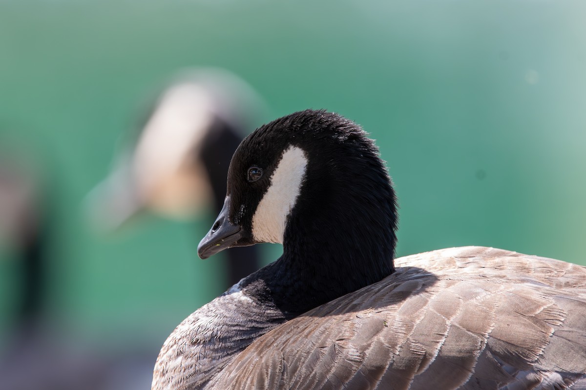 Cackling Goose - Ian Becker