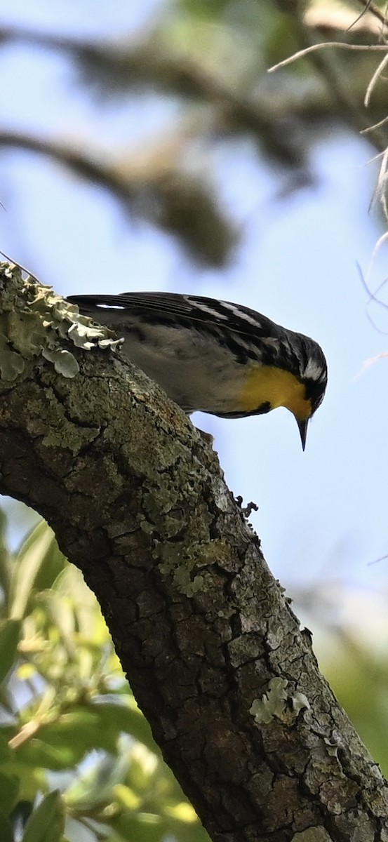 Yellow-throated Warbler - Deborah Penrose