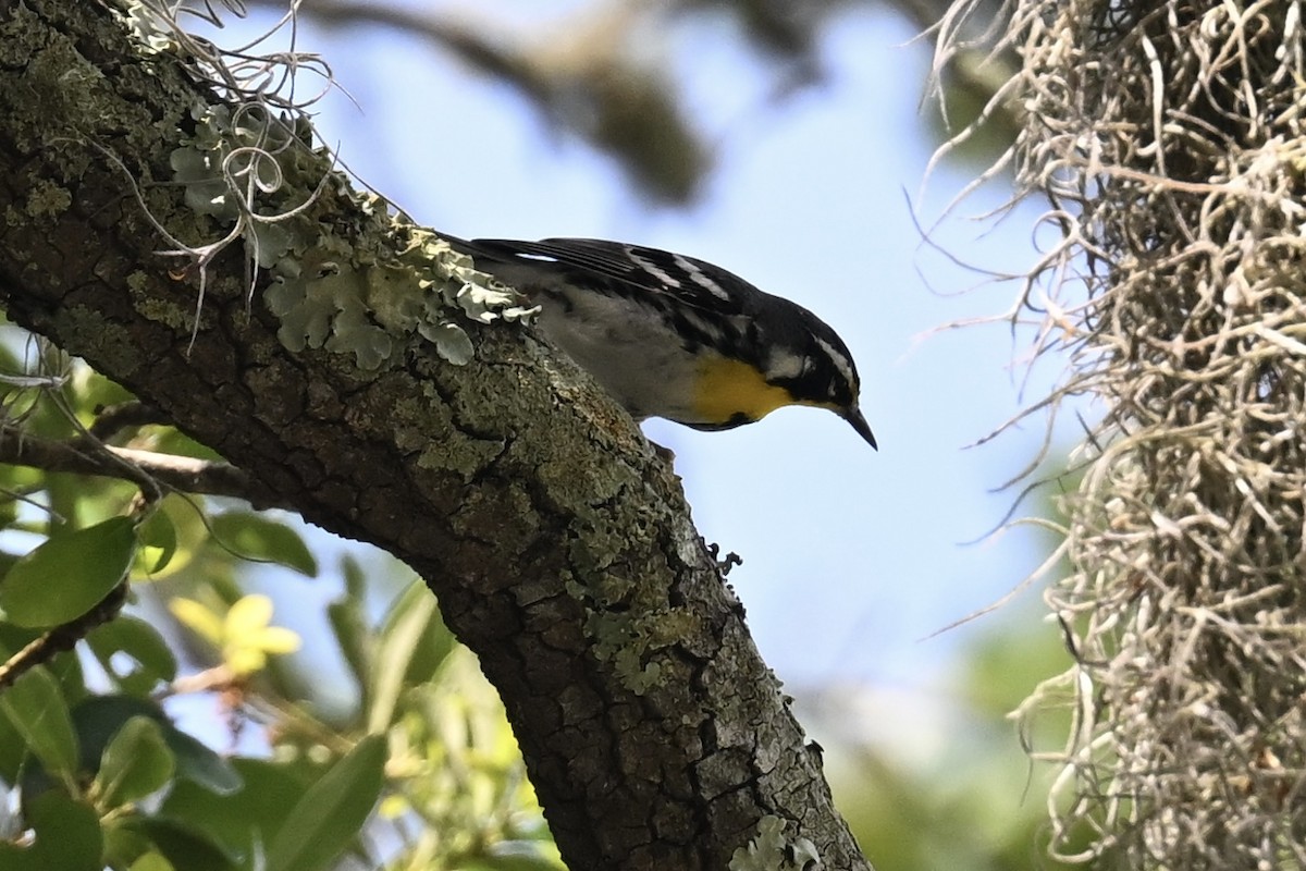 Yellow-throated Warbler - Deborah Penrose