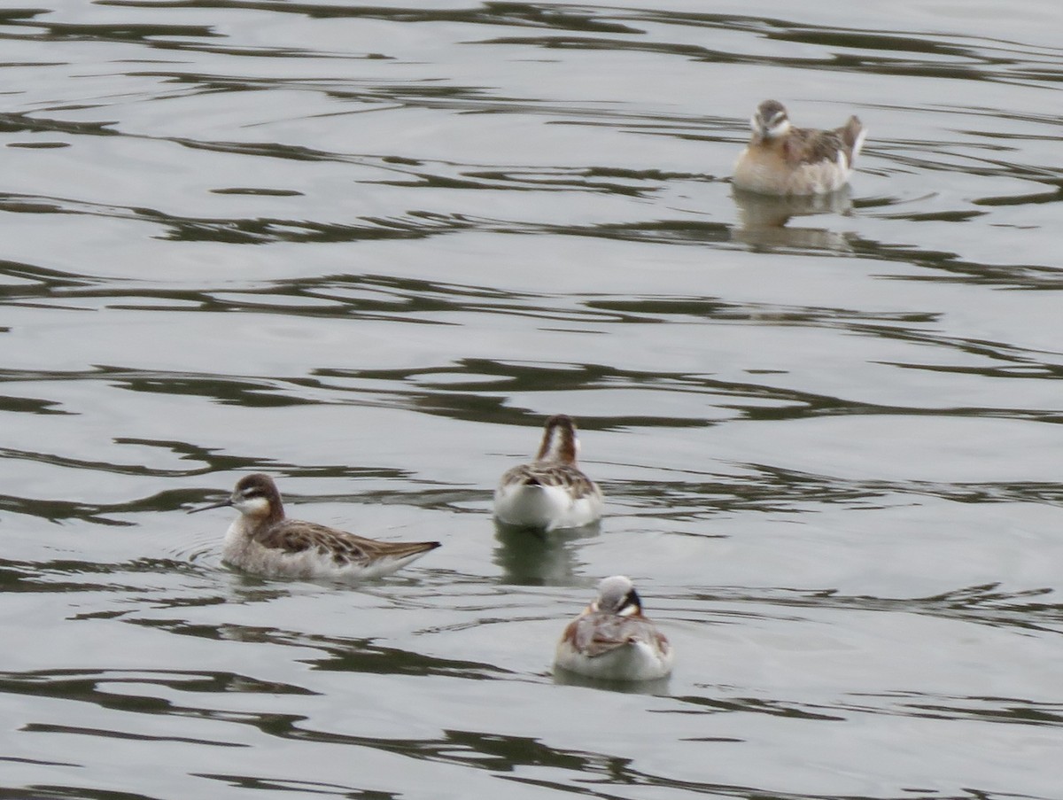 Phalarope de Wilson - ML618851542