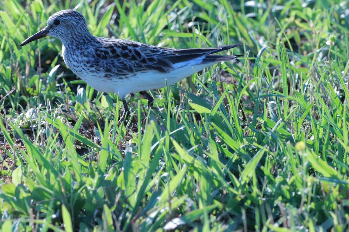 White-rumped Sandpiper - ML618851548