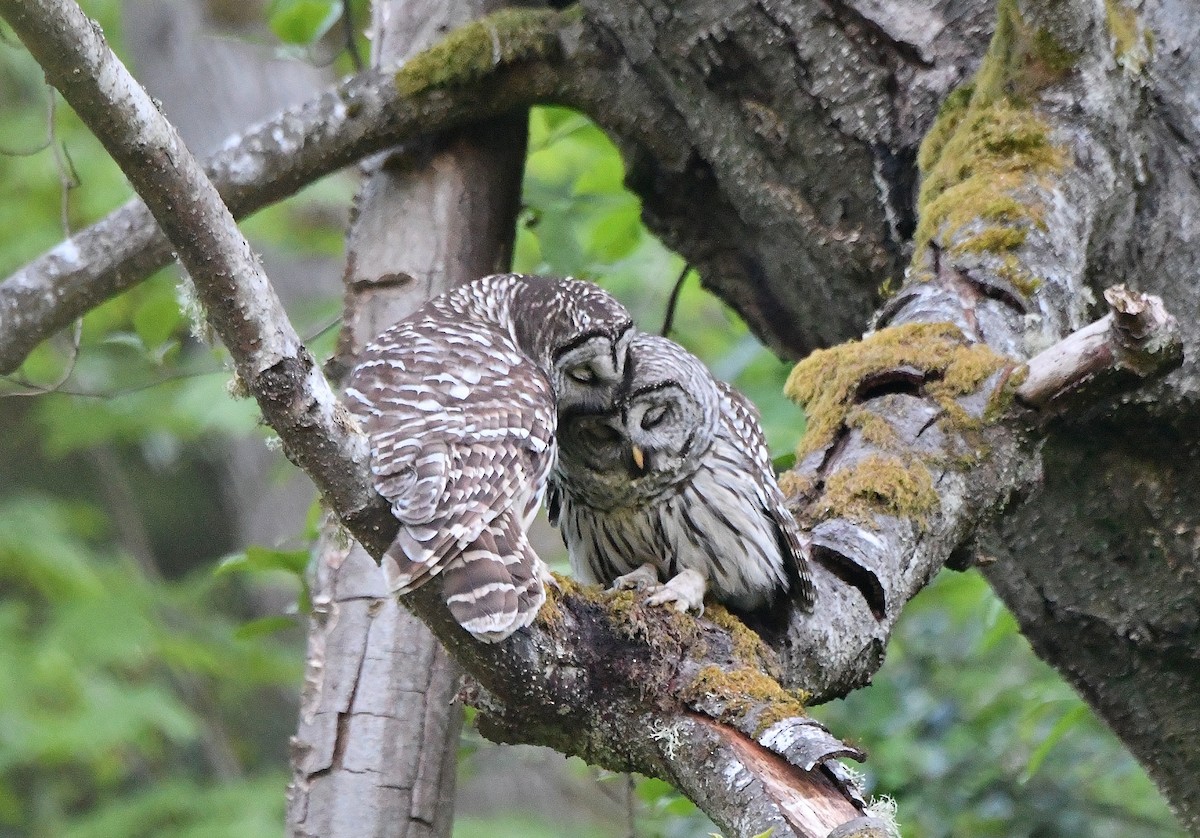 Barred Owl - Carol Riddell